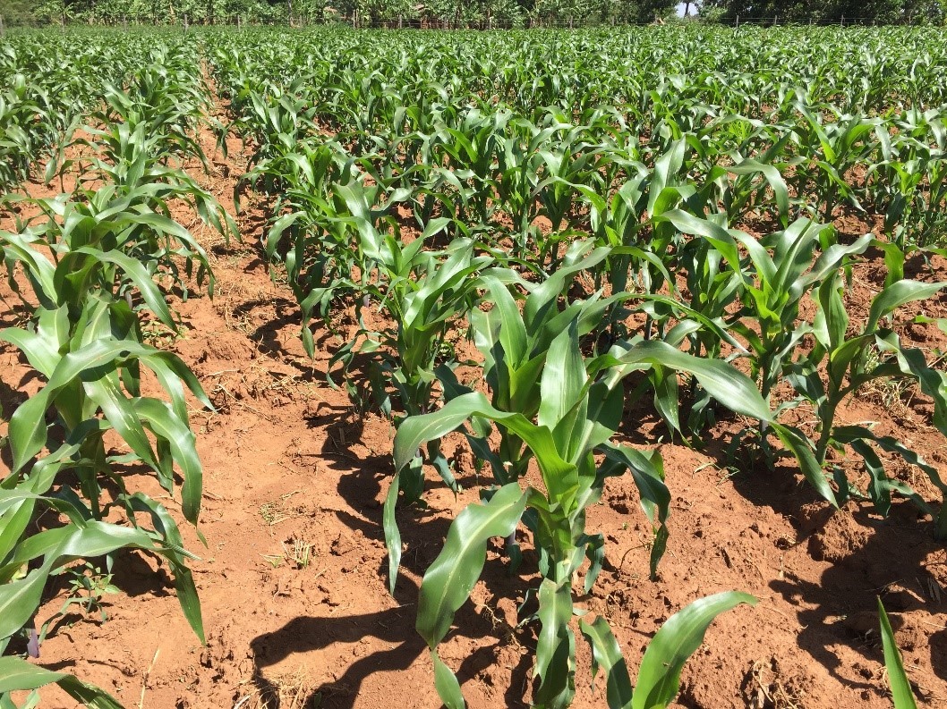  dekalb corn