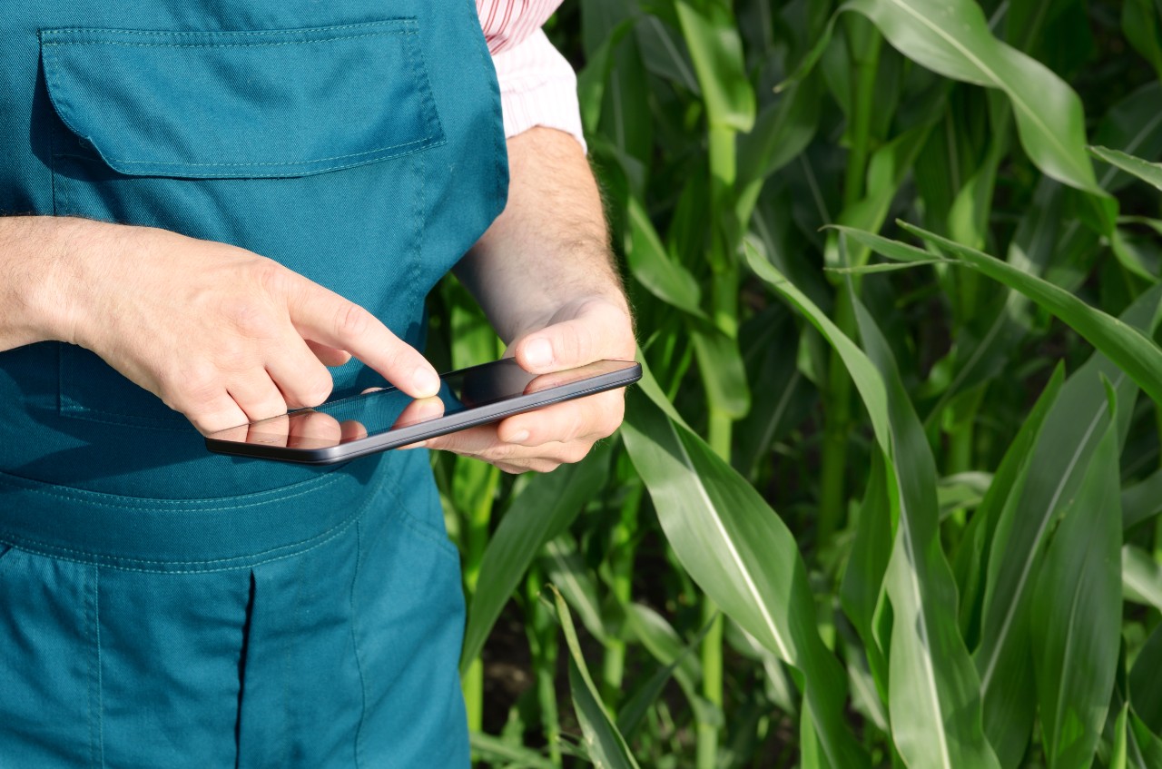 Farmer with tablet computer inspecting corn field summer sunny day